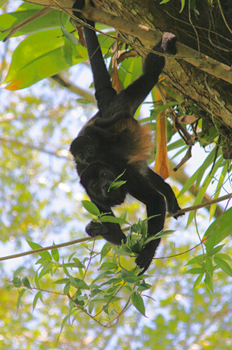 Howler Monkey and baby