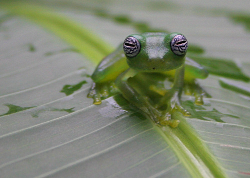 Glass Frog