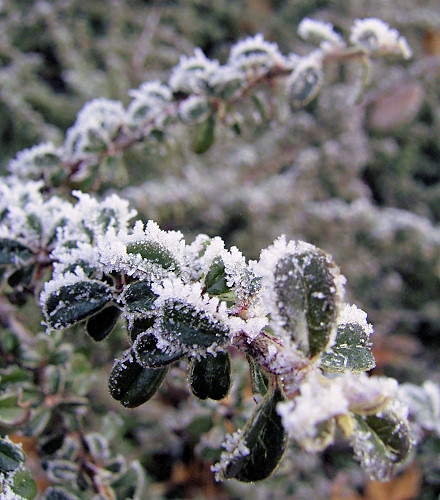 Frost Photo