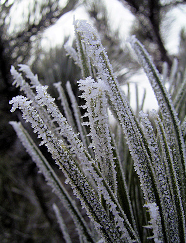 Frost Photo