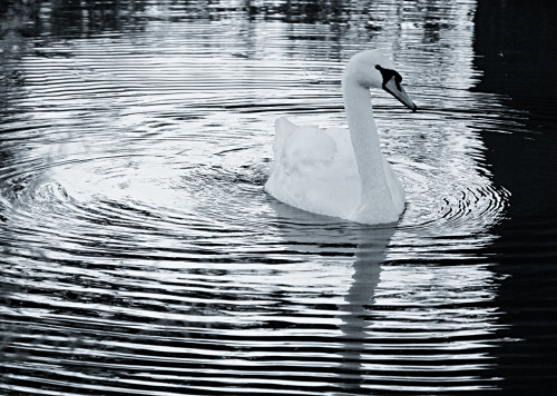 Swan and ripples