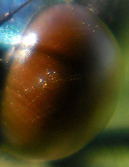 Macro ultra-close-up of damselfly eye