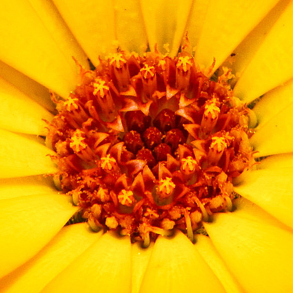 Flower macro close-up